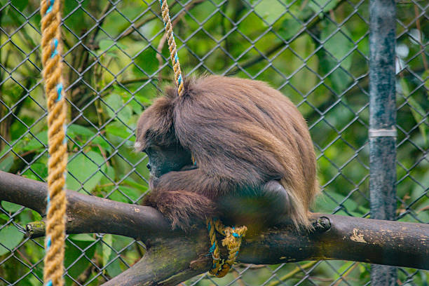 Young southern pig-tailed macaques monkey, Macaca Nemestrina sitting on a rope. The picture is taken in Sepilok in the north eastern part of Borneo. In Sepilok young orangutans are reintroduced into the wild nature and the macaques are feeding at the platforms in the jungle when the orangutans are finished eating