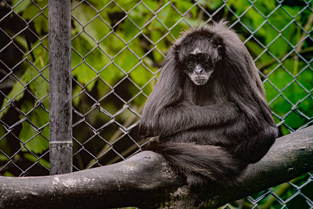 A black spider monkey sitting quietly on a branch inside a mountain zoo enclosure. The primate appears calm and introspective, surrounded by green foliage and a wire fence background. Captured in a natural setting, the image evokes feelings of solitude and reflection while highlighting wildlife conservation and the beauty of nature