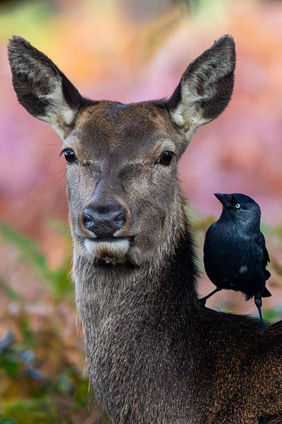 istock Curious Bird Riding on Deer in Autumn Forest 2244518434
