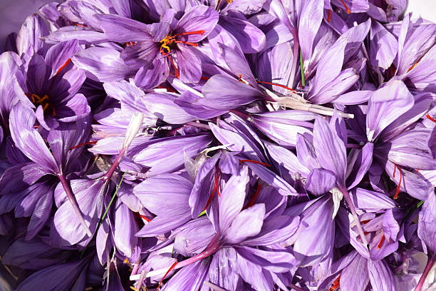 istock landscape saffron . sanandaj iran 2244519521
