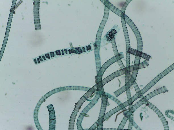 istock Microscopic View of the Filamentous Green Algae Ulothrix 2244519902