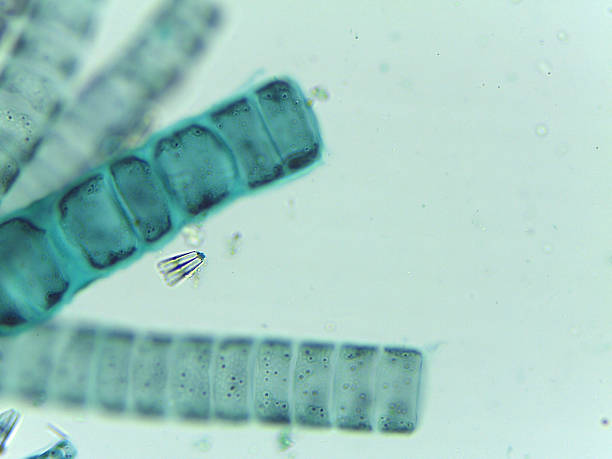 istock Microscopic View of the Filamentous Green Algae Ulothrix 2244520049