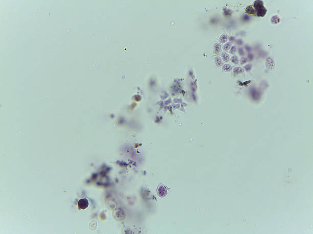 istock Microscopic View of a Colonial Green Alga, Pediastrum, Amidst 2244520353