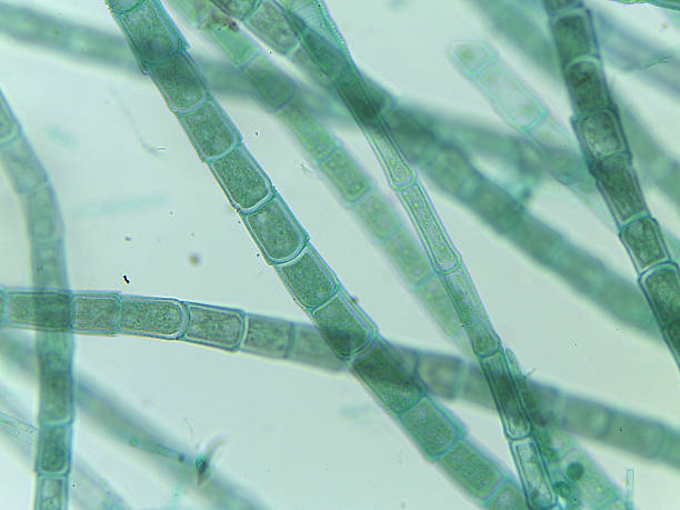 istock Microscopic View of Filamentous Algae (Oedogonium) with Potential Dwarf Male Filame 2244520928
