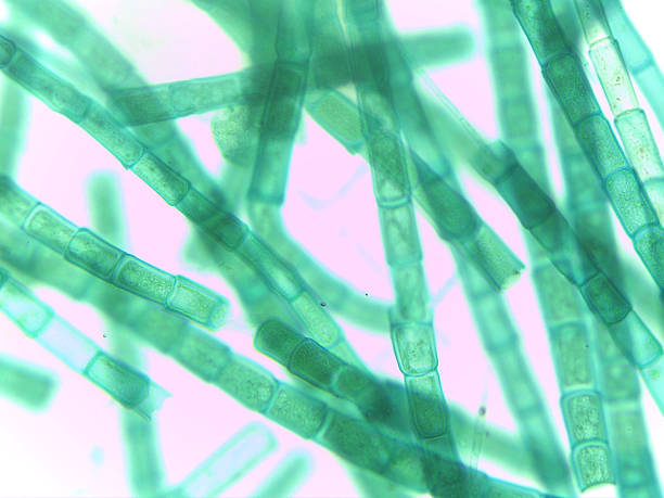 istock Microscopic View of Filamentous Algae (Oedogonium) with Potential Dwarf Male Filame 2244520943