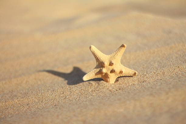 A single, pale starfish rests on textured sand, bathed in warm sunlight with subtle shadows and soft bokeh.Concept of beach, vacation, and nature.