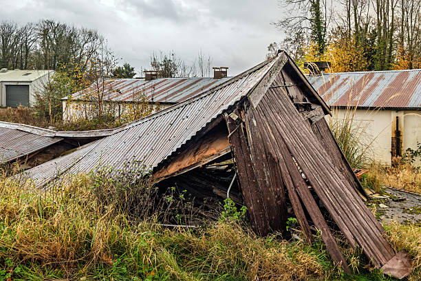 Derelict wooden poultry shed with a corrugated roof collapsed among overgrown grass at an abandoned chicken farm
