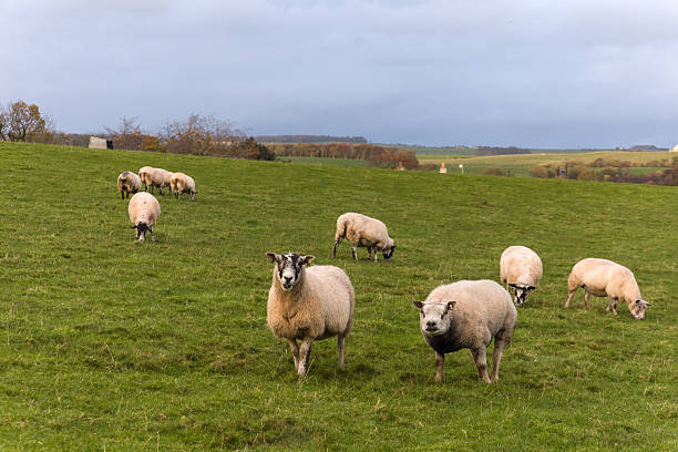 istock Sheep Grazing in Autumn Field 2244523055