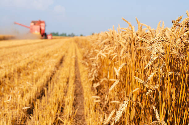 Red combine harvester pouring harvested wheat in a tractor trailer on a sunny summer day.