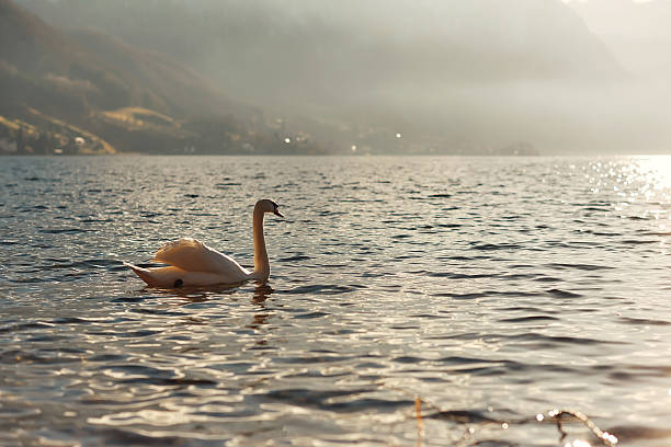 istock Elegant white swan gracefully gliding across shimmering water surface, surrounded by tranquil natural scenery and soft morning light 2244525205