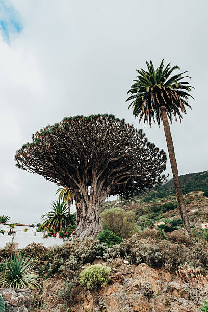istock View of one ancient dragon tree with a palm tree in the park. 2244529313