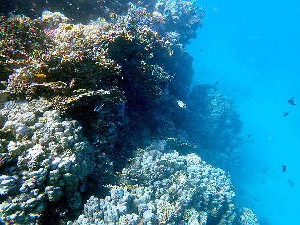 istock red sea coral reef 2244529624