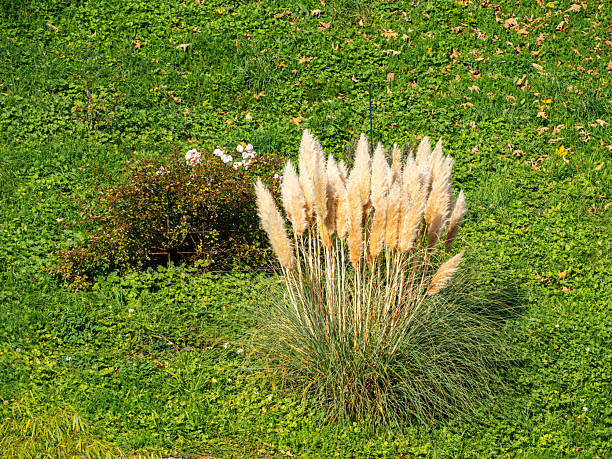 istock Ornamental Pampas Grass in Lush Garden 2244530536