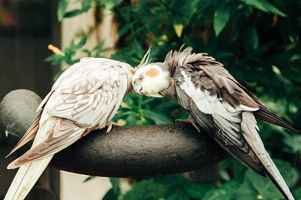 istock Two cockatiels nymphs are basking on a fence. 2244532436