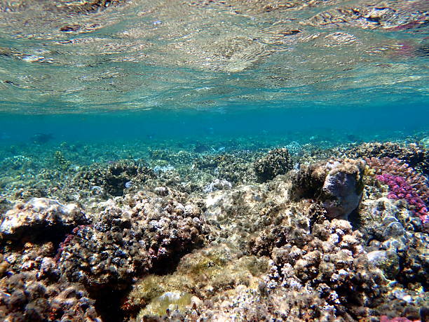 Wide shot of coral and reef inhabitants in egypt