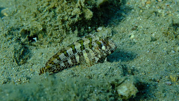 istock Tompot blenny (Parablennius gattorugine) undersea, Aegean Sea 2244533423