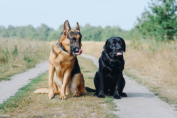 beauceron, german shepherd and rottweiler  in the nature in summer