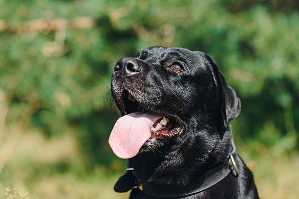 istock black Labrador sits in forest in summer 2244534792