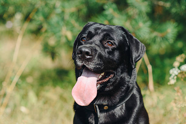 istock black Labrador sits in forest in summer 2244534802