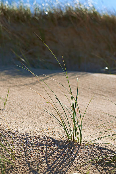 A detailed depiction of Ammophila, a grass species flourishing amidst sandy coastal dunes. With intricate patterns of sunlight and shadow, this photograph highlights the toughness of vegetation in salt and dune environments.