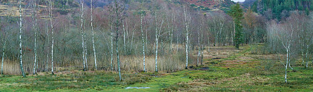 A scenic view of a tranquil wetland surrounded by a grove of Betula trees. The greenery and muted colors of the landscape create a peaceful and calm atmosphere, perfect for nature enthusiasts.