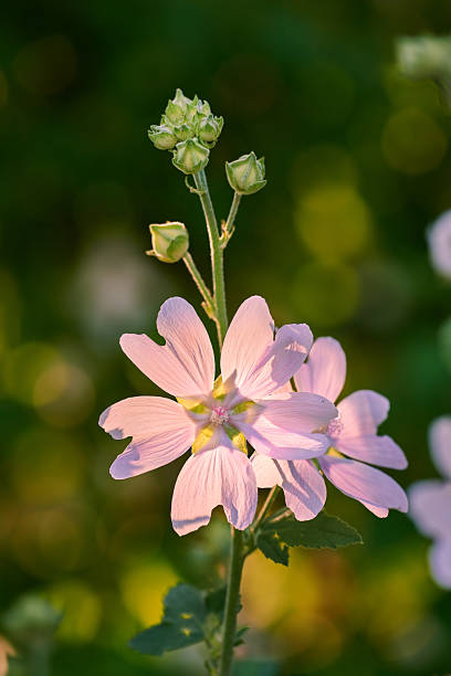 A stunning light pink flower, classified as Malva sylvestris, blooming amidst green foliage. The scene is enriched with nature's splendor, captured in the warm glow of sunlight in a serene environment.