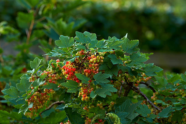 Clusters of vibrant redcurrants (Ribes rubrum) adorn the verdant foliage of their shrub, creating a striking contrast in a serene garden scene. Soft sunlight enhances the natural wonder and charm of Denmark's bountiful nature.