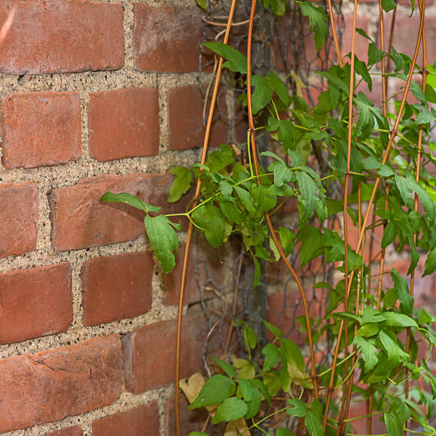 istock Brick wall adorned with lush green Clematis climbers for a serene natural decor 2244534992