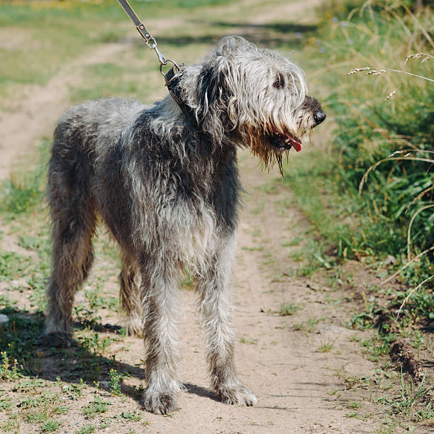 istock Irish Wolfhound dog on green grass in summer 2244535006