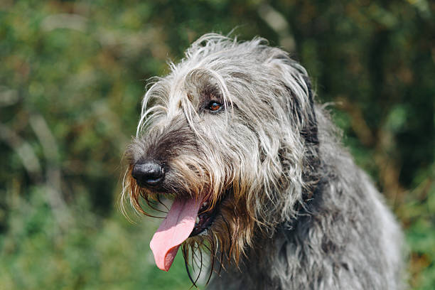 istock Irish Wolfhound dog on green grass in summer 2244535015