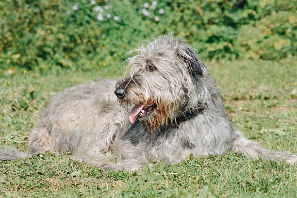 istock Irish Wolfhound dog on green grass in summer 2244535017