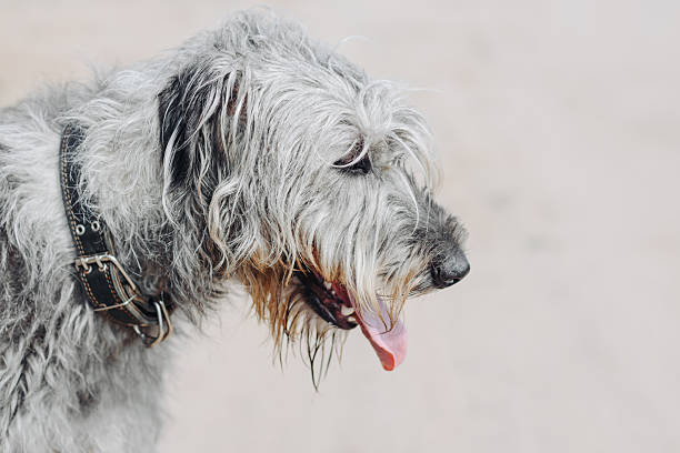 magnificent grey Irish Wolfhound dog walking on footpath in summer, close-up view of head, dogwalking concept