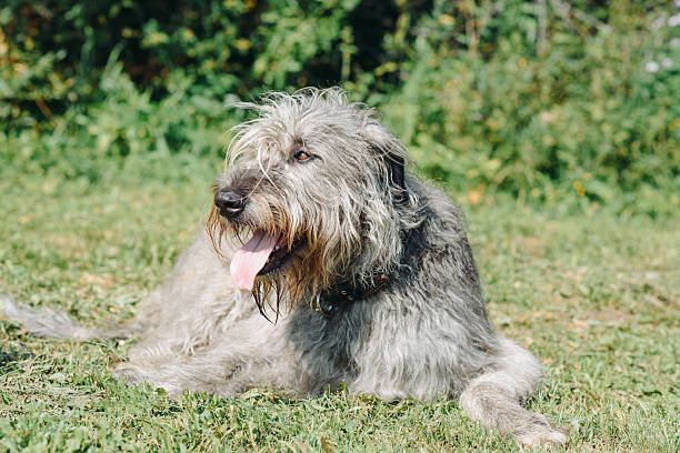 istock Irish Wolfhound dog on green grass in summer 2244535019