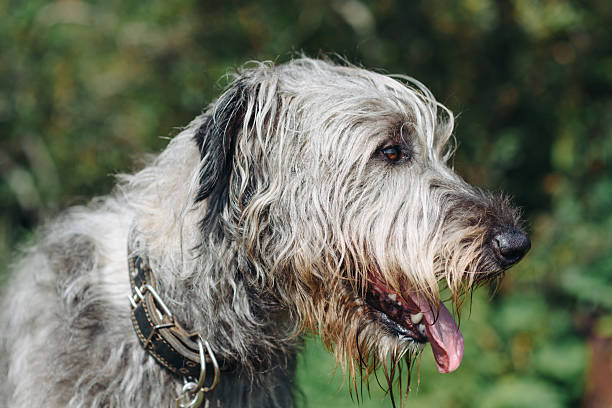 istock Irish Wolfhound dog on green grass in summer 2244535022