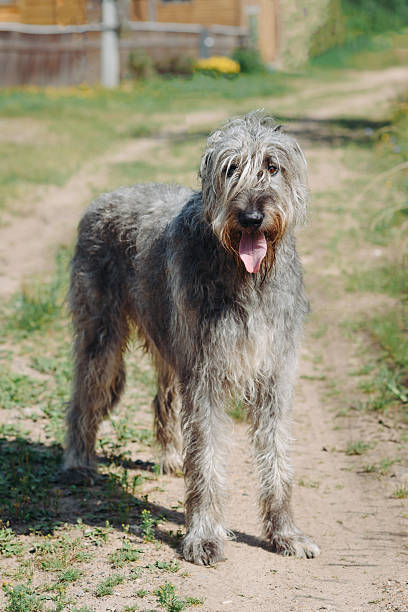 istock Irish Wolfhound dog on green grass in summer 2244535027