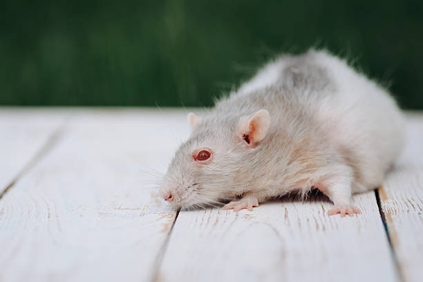 cute grey and white rat portrait, sitting on wooden board, pet at walk in summer, red eyes, green grass in background, macro photo, selective focus