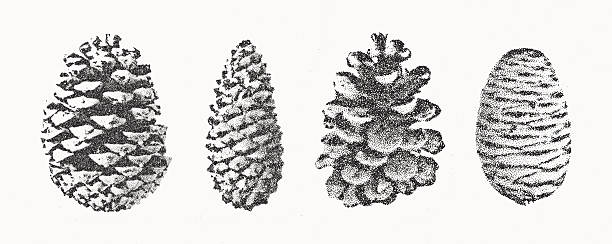 Pine cones set. Christmas stippling photocopy