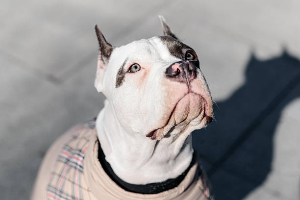 young white with brown spots american staffordshire terrier walking with owner in street in warm winter clothes, looking at owner, dogwalking concept