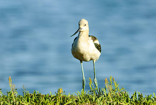 The American Avocet (Recurvirostra americana) is a large wading bird in the stilt and avocet family.  It forages in shallows and mud flats for crustaceans and insects, often sweeping its bill from side to side.  A distinguishing characteristic of the avocet is its black upward-curving bill.  It has a reddish brown head with black and white wing feathers.  The underbelly is white.  The migration route of the American avocet takes it through almost every state in the western USA.  It breeds in marshes, beaches and ponds as far north as southern Canada and south down to parts of New Mexico, Oklahoma and Texas but mostly east of the Rocky Mountains.  This American avocet in non breeding plumage was photographed while foraging along the banks of Walnut Canyon Lakes in Flagstaff, Arizona, USA.