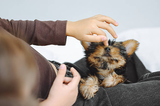 Love between pet and little owner, little and Yorkshire Terrier cuddling at house