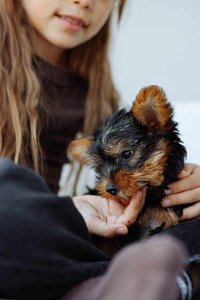 istock Little girl playing with dog on the sofa 2244537020