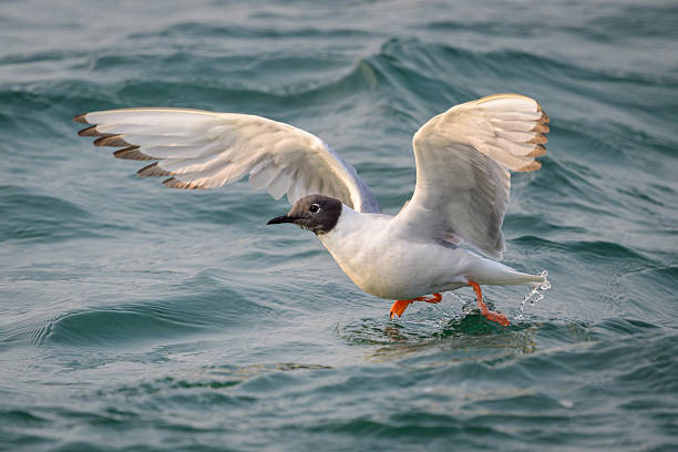 Bonaparte's Gull taking off flying from greenish gray ocean water