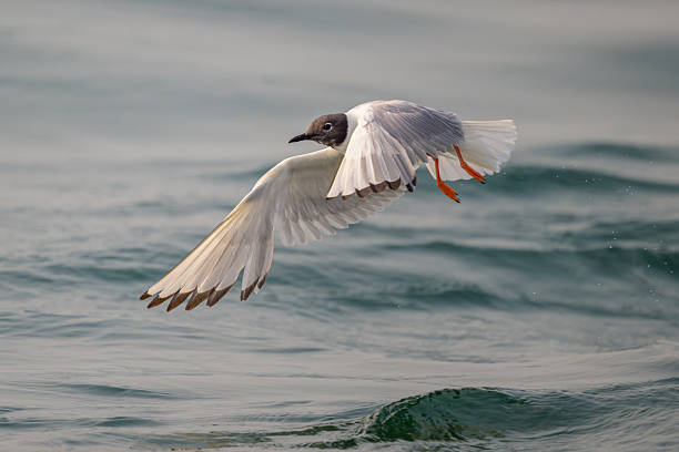 Bonaparte's Gull is flying low over greenish gray ocean water