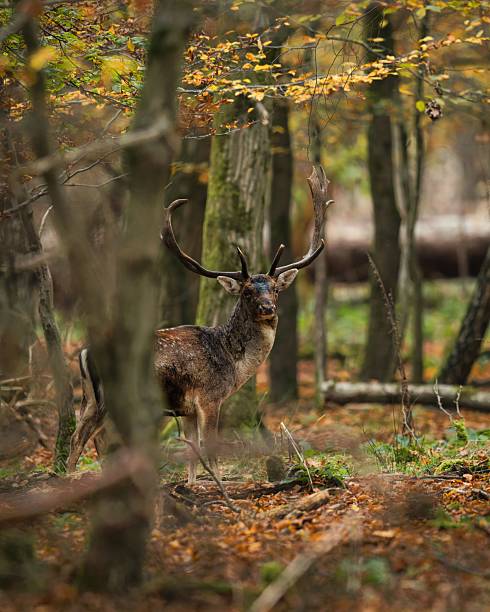 A majestic deer standing amidst a serene autumn forest, surrounded by colorful foliage and trees.