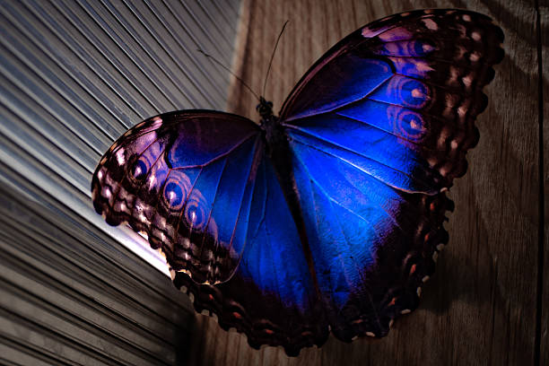 Close-up photo of a blue morpho butterfly resting on a wooden surface in soft natural light. The iridescent blue wings and detailed patterns create a stunning tropical composition. Perfect for nature, macro, exotic, and wildlife photography projects.