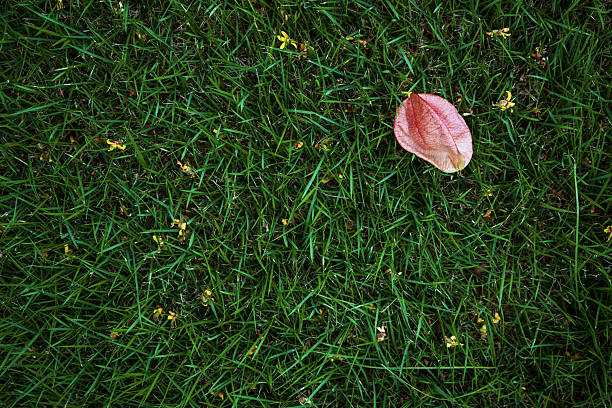 Autumn leaves on grass background