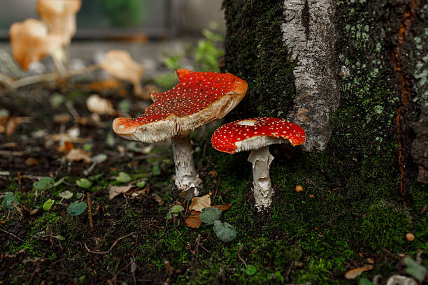 istock Two vibrant red fly agaric mushrooms with white spots growing beside a moss-covered tree trunk on the forest floor, surrounded by fallen leaves and green vegetation in Vancouver 2244548682
