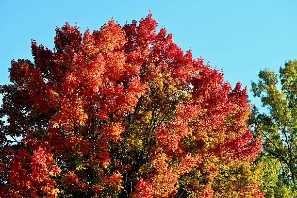 Afternoon sunlight hits the top of a red maple tree highlighting its colorful red leaves at dusk.