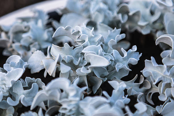 Close-up of the succulent Cotyledon Blue Waves succulent plant of the Crassulaceae family