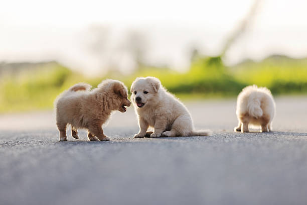 Three adorable fluffy puppies play together on a quiet road under warm sunlight. They run, explore, and enjoy their freedom, capturing pure joy, innocence, and playful energy in nature.